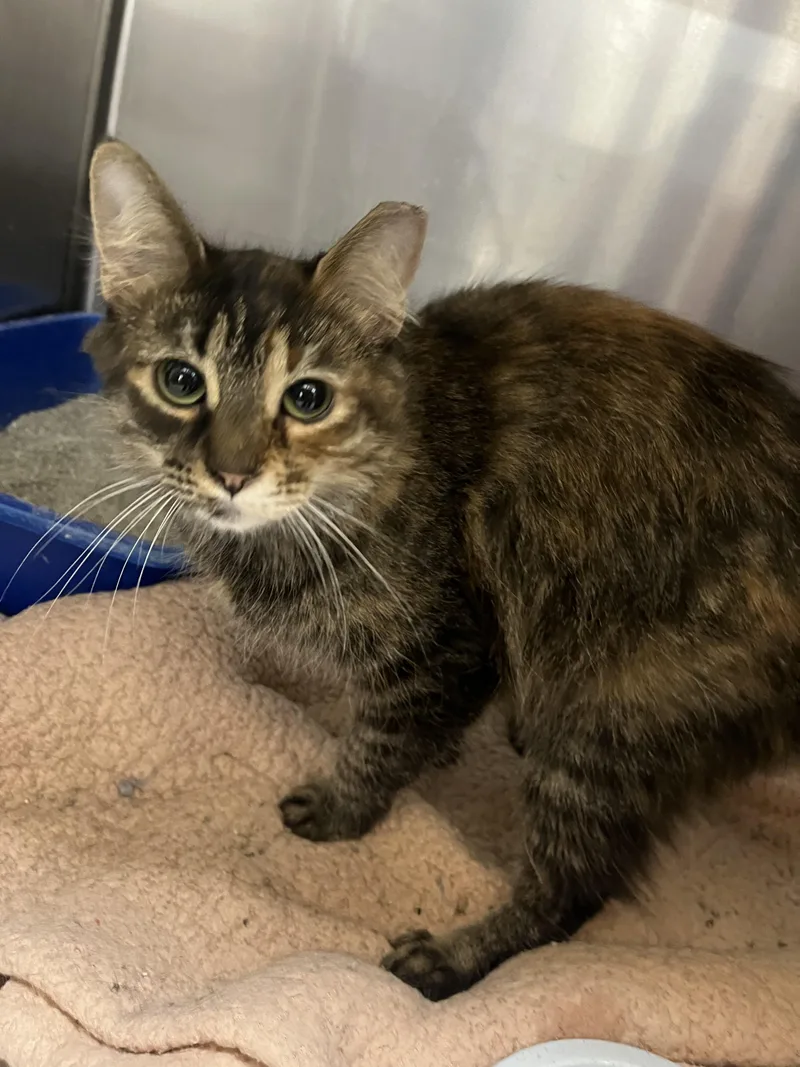 Corn Maze thumbnail 3