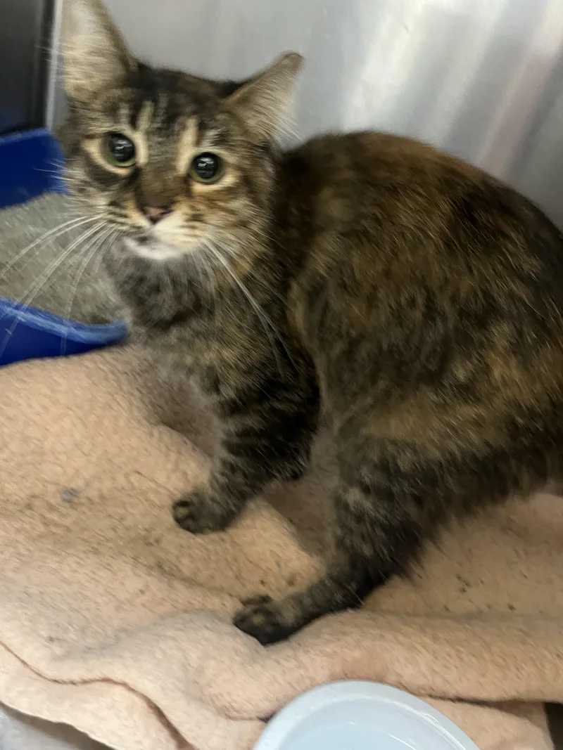 Corn Maze thumbnail 2