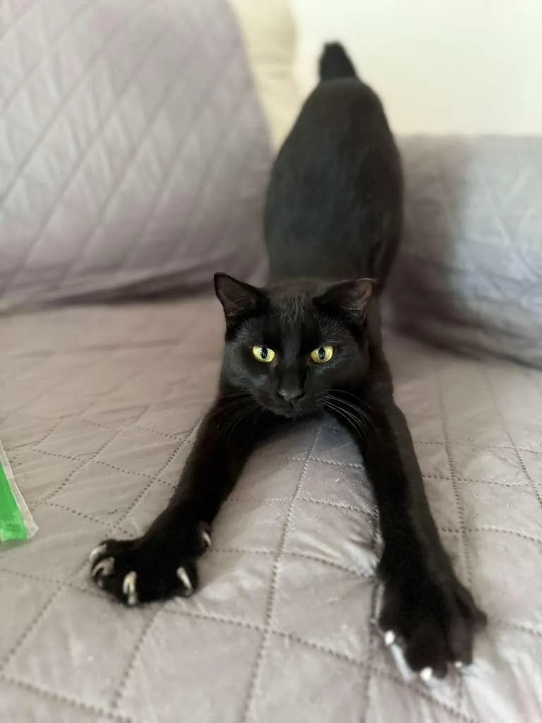 Lysandra thumbnail 3