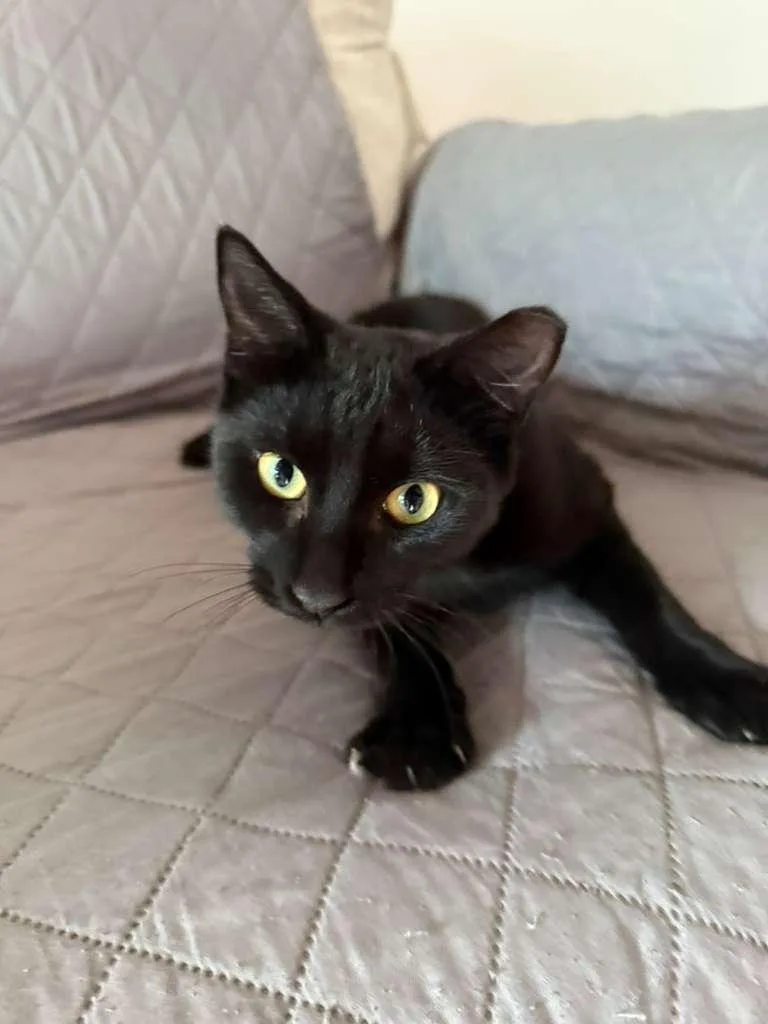 Lysandra thumbnail 2