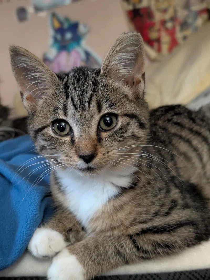 A baby medium-sized female Tabby (Brown / Chocolate) Domestic Short Hair cat named Flathead for adoption in Maple Heights, OH