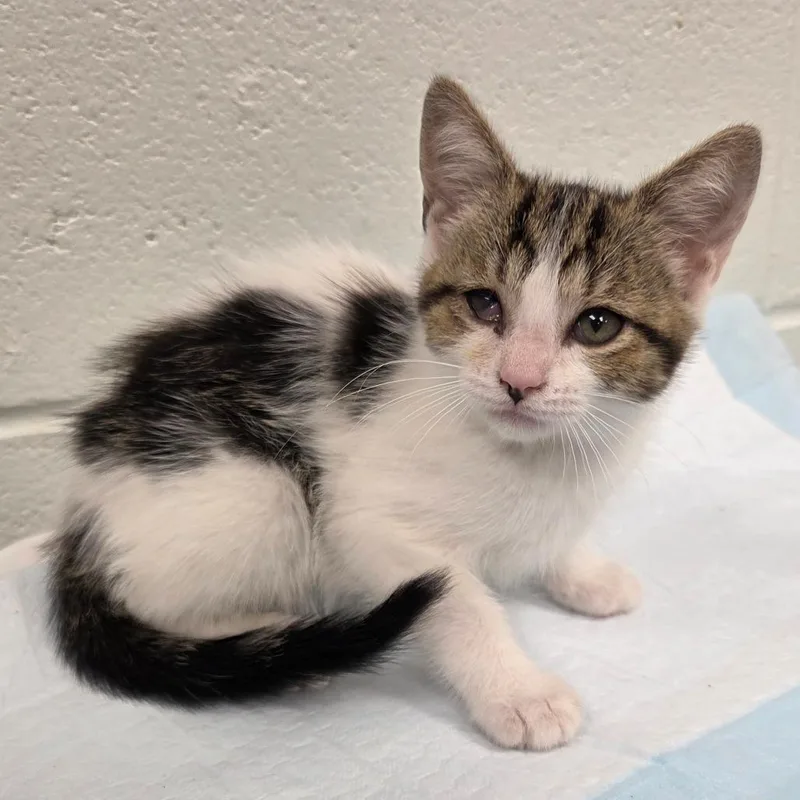 A baby small-sized male White Domestic Short Hair cat named Kuzco for adoption in Chattanooga, TN