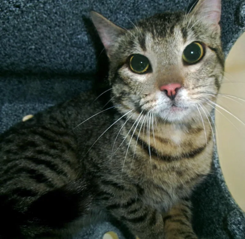An adult medium-sized male Brown / Chocolate Domestic Short Hair cat named Snipe for adoption in Plover, WI