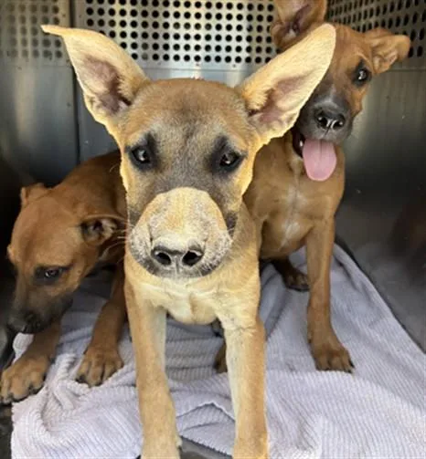 A baby large-sized female Pit Bull Terrier dog named Sea for adoption in Mesa, AZ