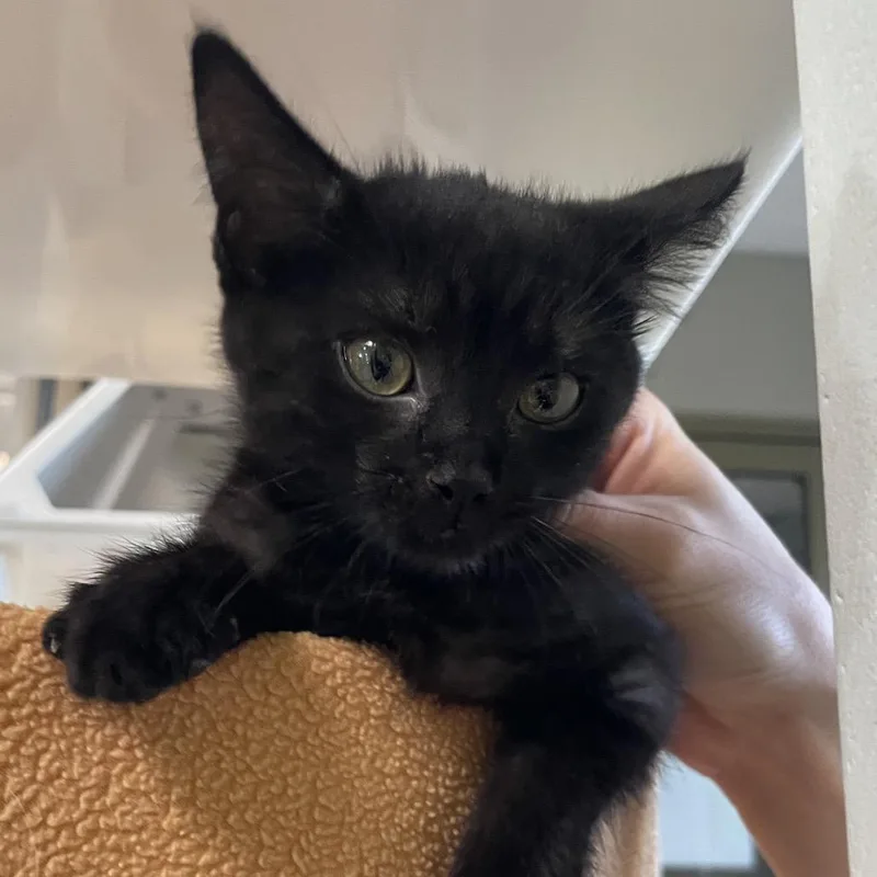 A baby small-sized female Black Domestic Short Hair cat named Portage for adoption in Chicago, IL