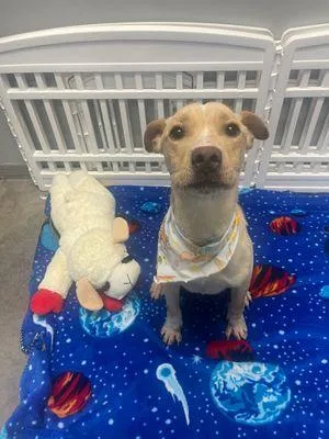 Valentino thumbnail 2