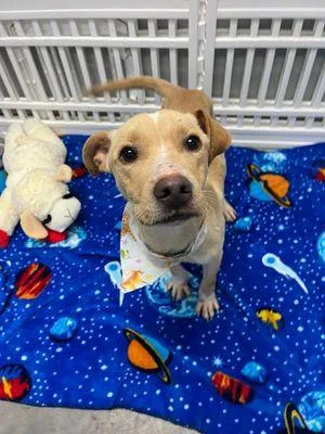 Valentino thumbnail 3