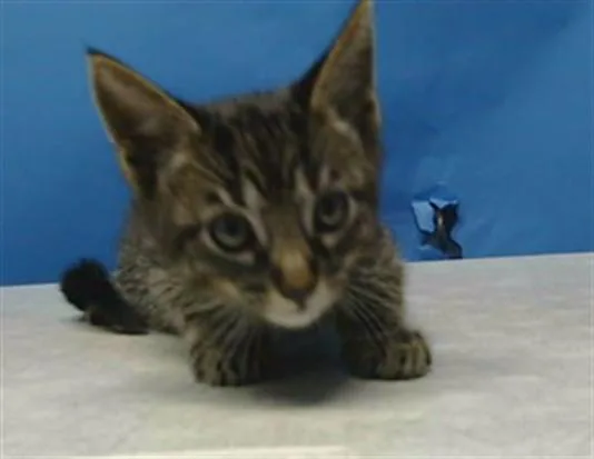 A baby small-sized male Domestic Short Hair cat named A for adoption in Gardena, CA