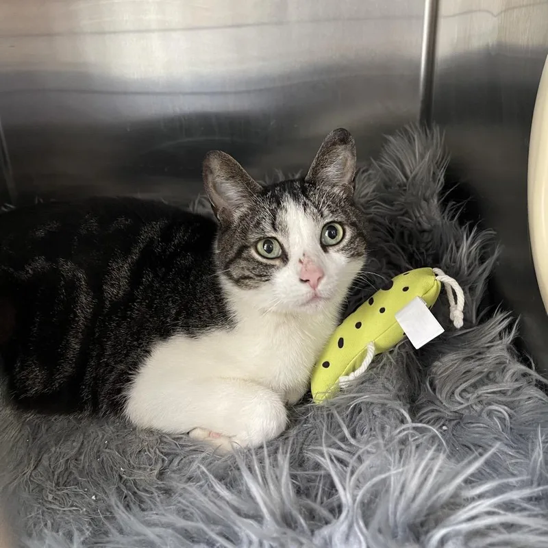 An adult small-sized female Brown / Chocolate American Shorthair cat named Sedona for adoption in Westport, CT