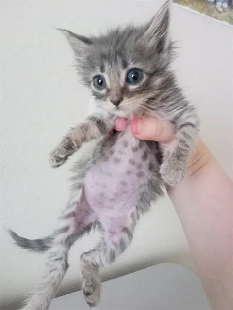 A baby small-sized female Domestic Short Hair cat named Isabel for adoption in Sacramento, CA