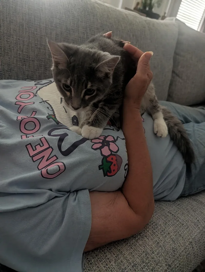 A baby medium-sized male Tabby cat named Toby for adoption in Richmond, VA