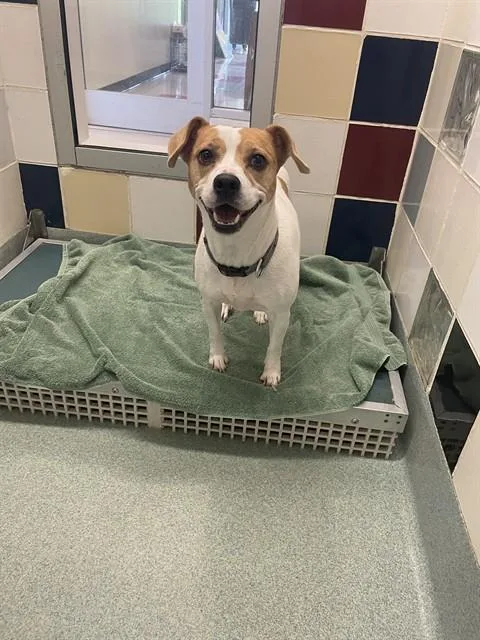 An adult medium-sized female Beagle dog named Shadow A for adoption in Plano, TX
