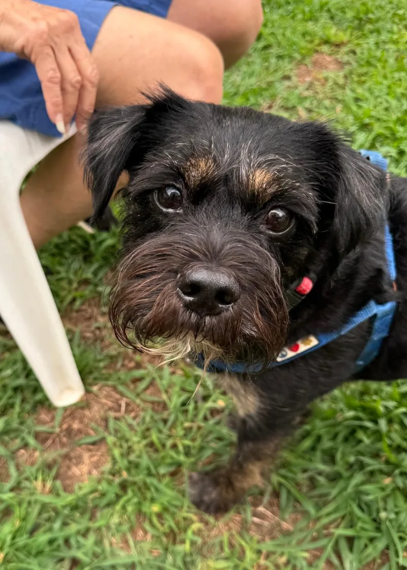 An adult small-sized male Black Miniature Schnauzer dog named Mikell for adoption in East Brunswick, NJ