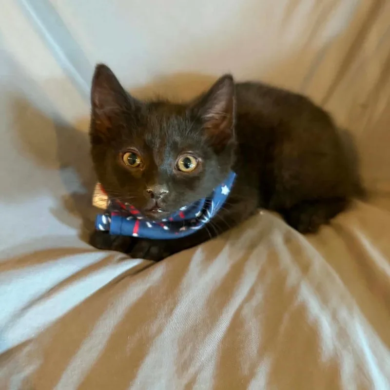 A baby small-sized male Black Domestic Short Hair cat named Witchy for adoption in New Albany, OH