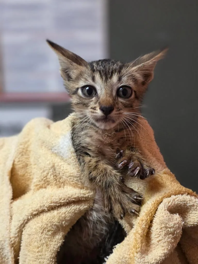 A baby small-sized male Domestic Short Hair cat named Mosquito for adoption in Rockport, TX