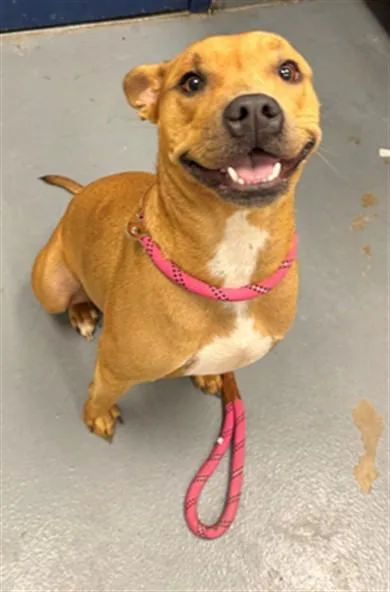 A young medium-sized female Pit Bull Terrier dog named Maura for adoption in Peoria, IL