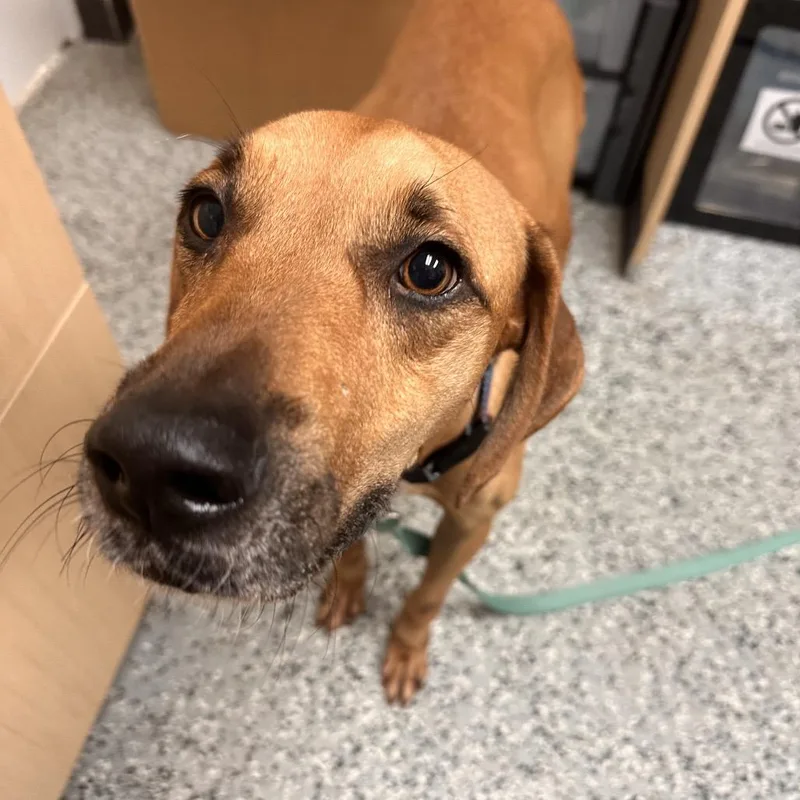 An adult medium-sized female Brown / Chocolate Black Mouth Cur dog named Reba for adoption in Lakeland, FL