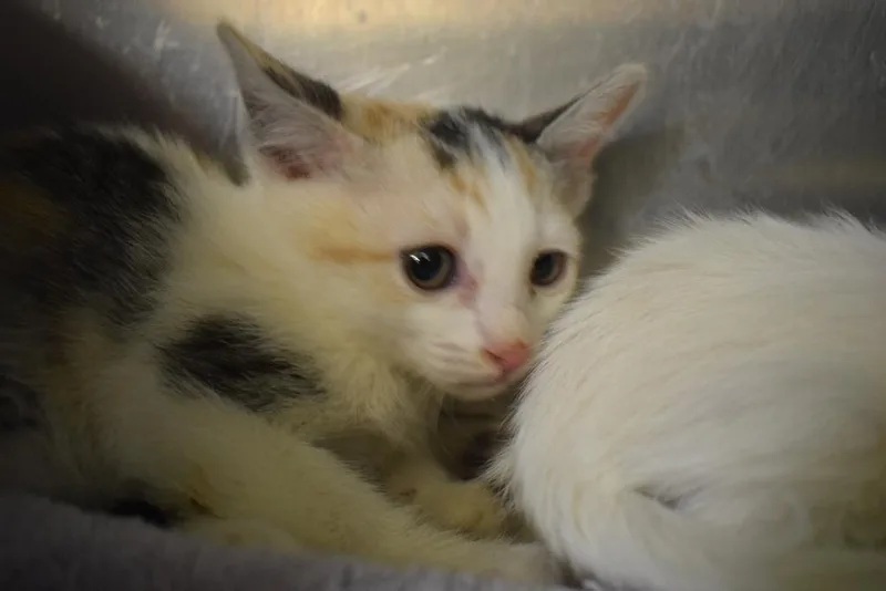 A baby small-sized female Domestic Short Hair cat named Confetti for adoption in Pahrump, NV
