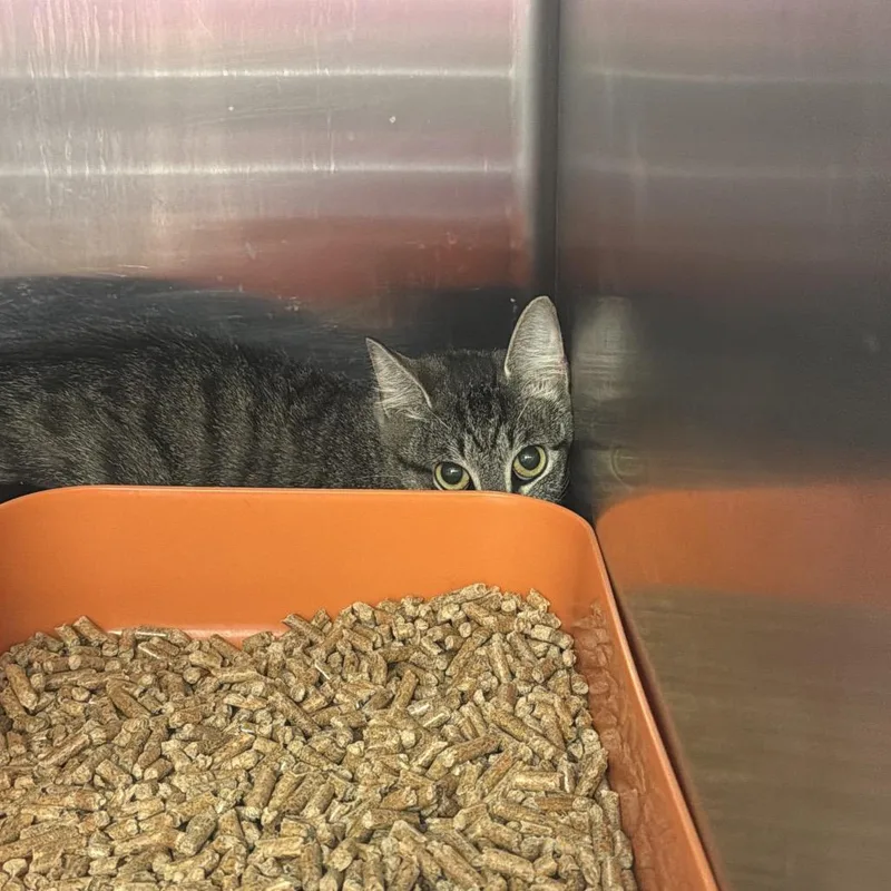 An adult medium-sized female Brown / Chocolate Domestic Short Hair cat named Bella for adoption in Port Charlotte, FL