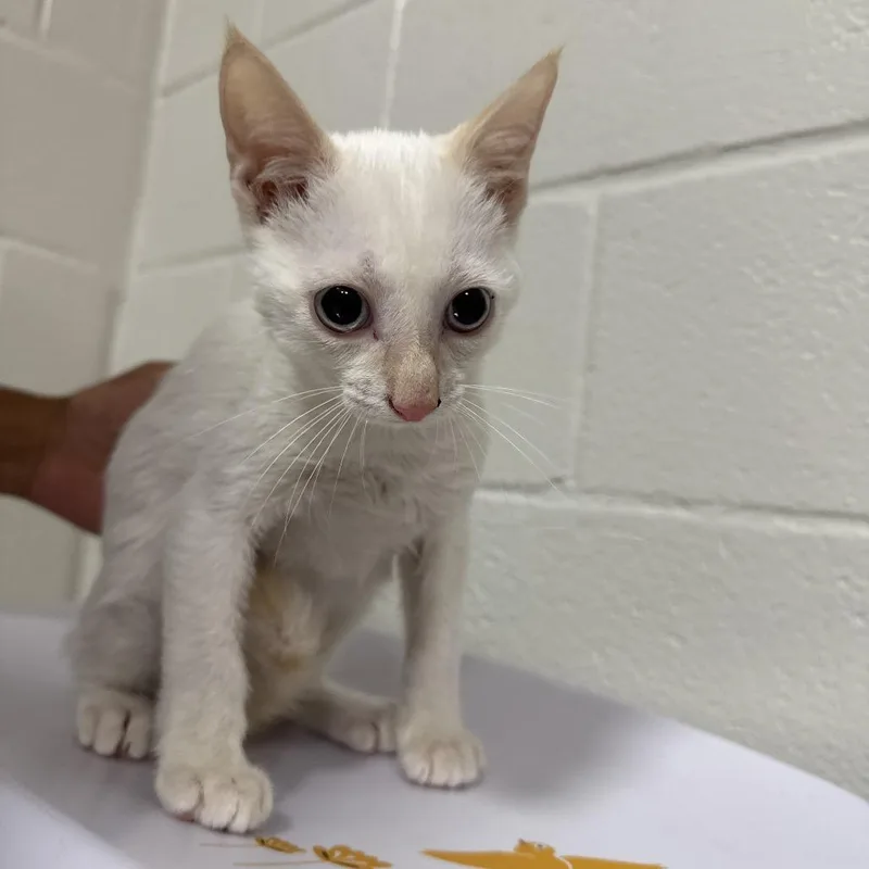A baby small-sized male Flame Point Domestic Short Hair cat named Hook for adoption in Pensacola, FL