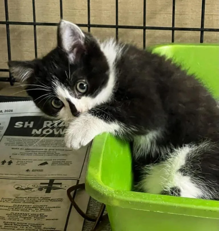 A baby medium-sized female Domestic Short Hair cat named Paige for adoption in Saint Marys, WV