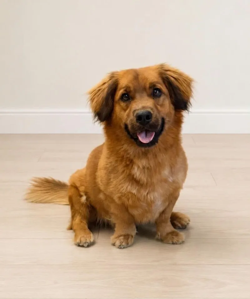 An adult medium-sized male Hound dog named Gunner for adoption in Georgetown, OH