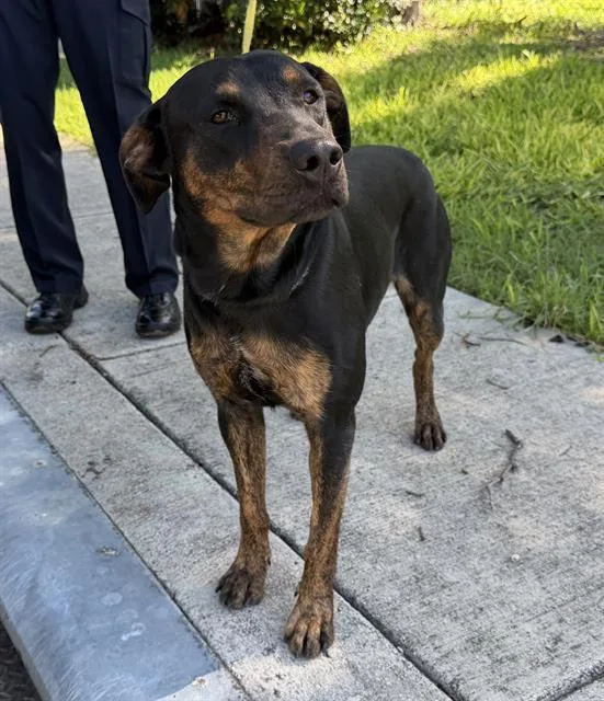 A young large-sized male Rottweiler dog named Peewee for adoption in San Antonio, TX