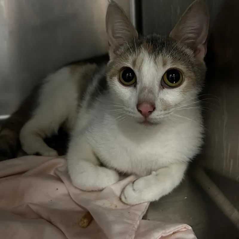 A young medium-sized female Buff / Tan / Fawn Domestic Short Hair cat named Coinie for adoption in Chattanooga, TN