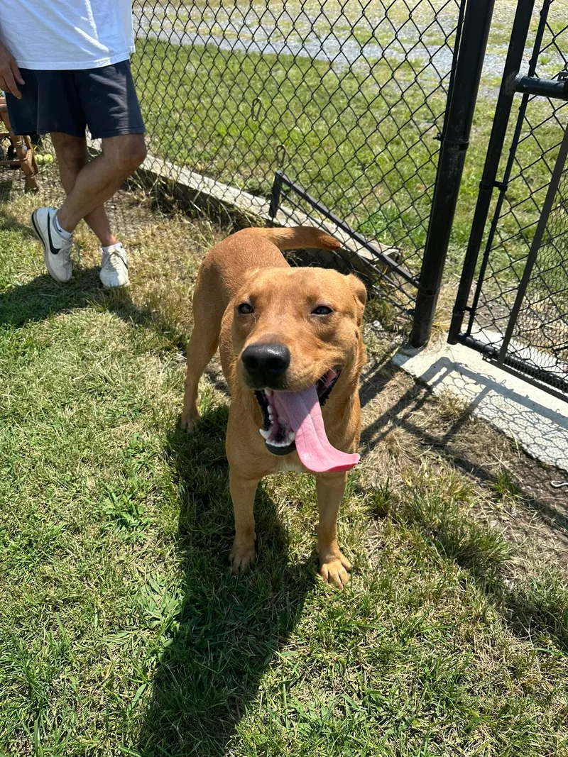 A young large-sized male Tan Yellow Labrador Retriever dog named Randy (Scout) for adoption in Jasper, GA
