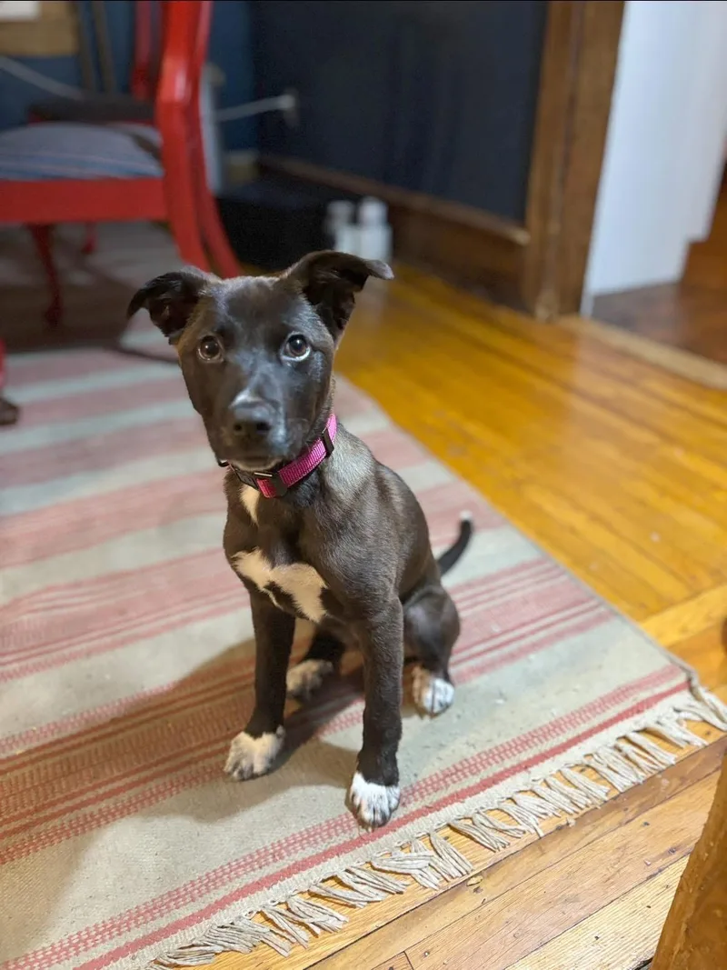 A baby large-sized female Black Mouth Cur dog named Wisp for adoption in Berlin, NJ