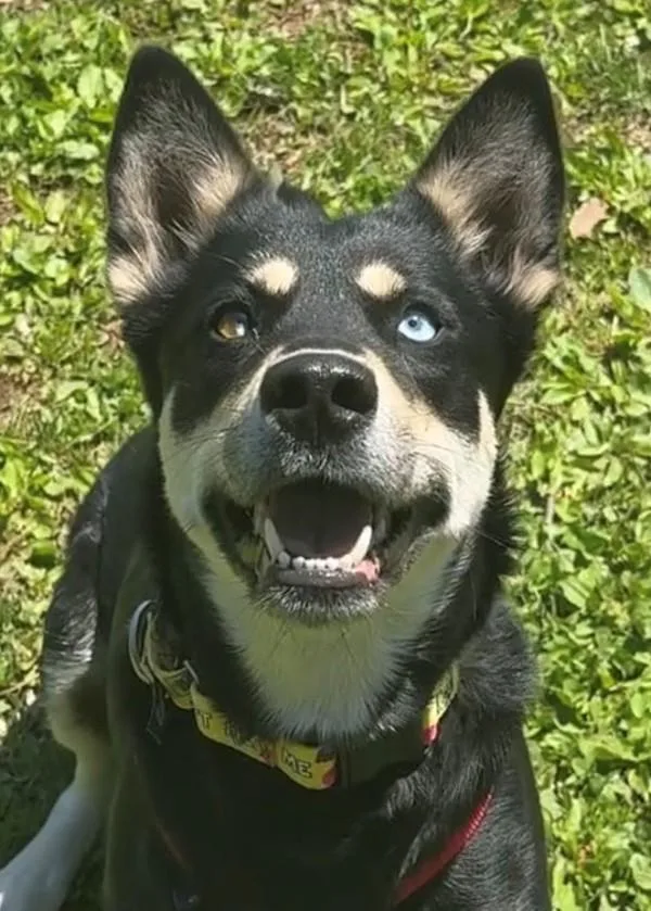 An adult medium-sized female Shepherd dog named Luna for adoption in Skillman, NJ