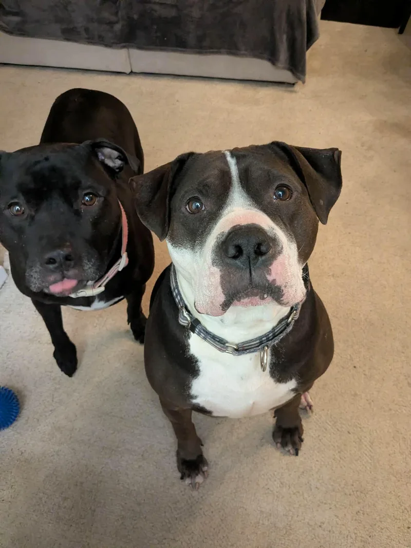 Rilo Gravy thumbnail 2