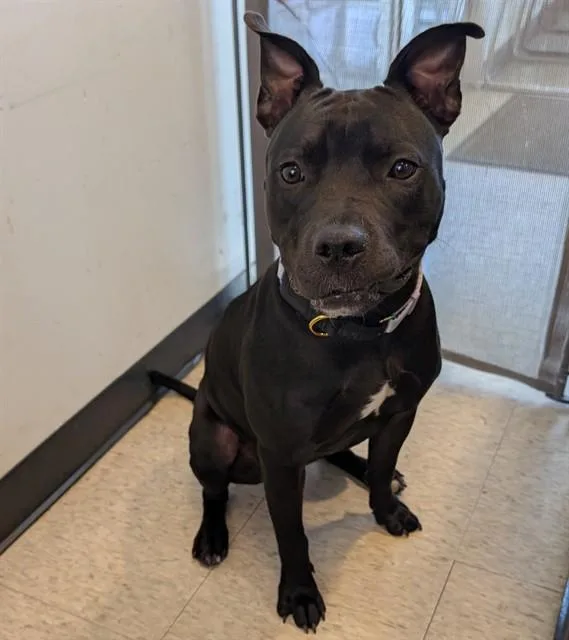 A young medium-sized female Pit Bull Terrier dog named Pepper A for adoption in Plano, TX