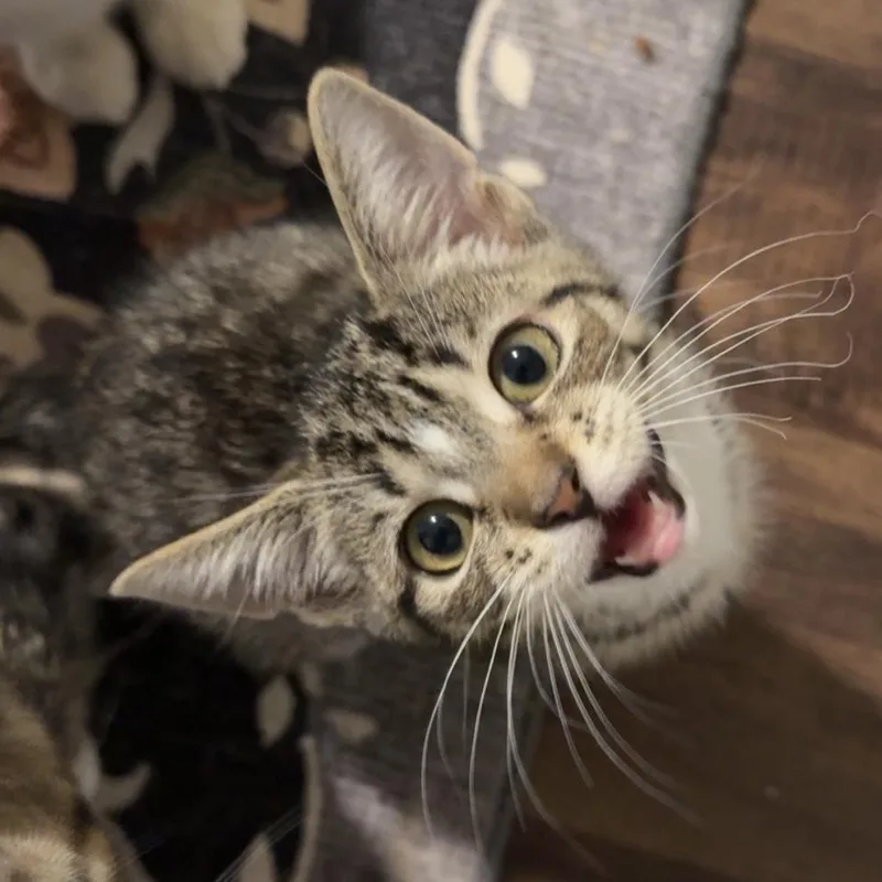 A baby small-sized female Tabby (Buff / Tan / Fawn) Domestic Short Hair cat named Dolly for adoption in Richmond, VA