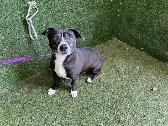 An adult medium-sized male Pit Bull Terrier dog named Ash for adoption in Lancaster, CA