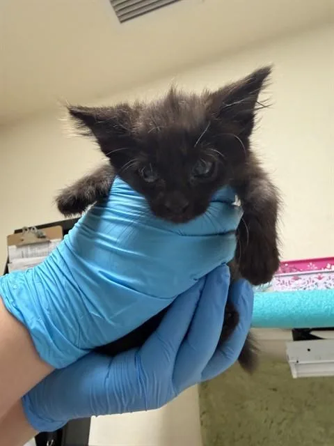 A baby small-sized female Domestic Short Hair cat named Storm for adoption in Riverside, CA