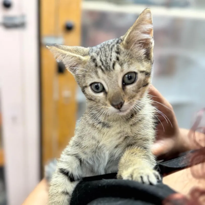 A baby small-sized male Brown / Chocolate Domestic Short Hair cat named Webkinz for adoption in Lauderhill, FL