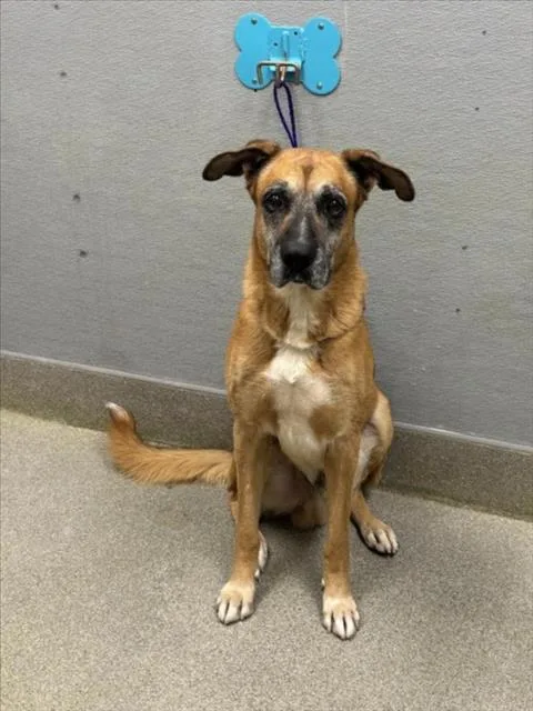 An adult large-sized male German Shepherd Dog dog named Lotus for adoption in Las Vegas, NV