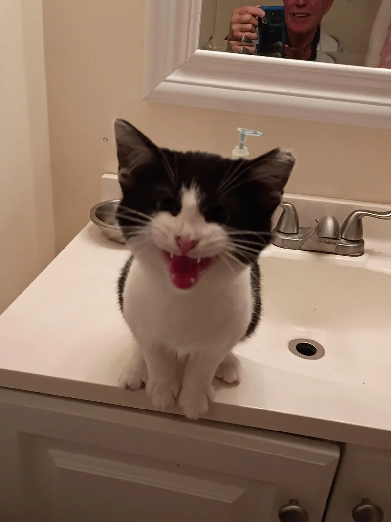 A baby medium-sized male Black & White / Tuxedo Domestic Short Hair cat named Pugsley for adoption in Maple Heights, OH