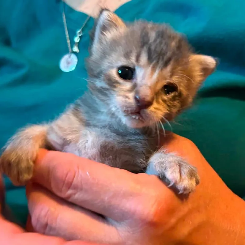 A baby small-sized female Gray / Blue / Silver Domestic Short Hair cat named Piglet for adoption in Rocky Mount, VA