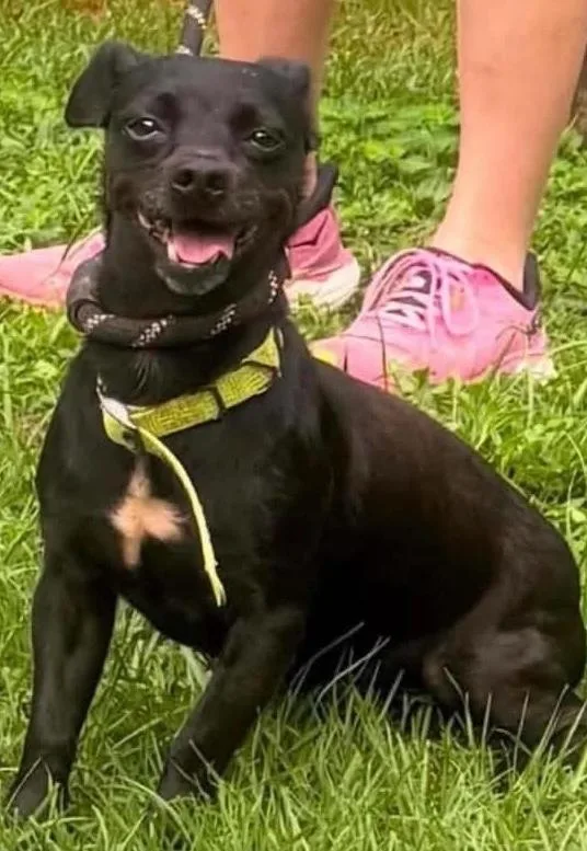A senior small-sized male Black Chihuahua dog named Sport for adoption in Amherst, NY