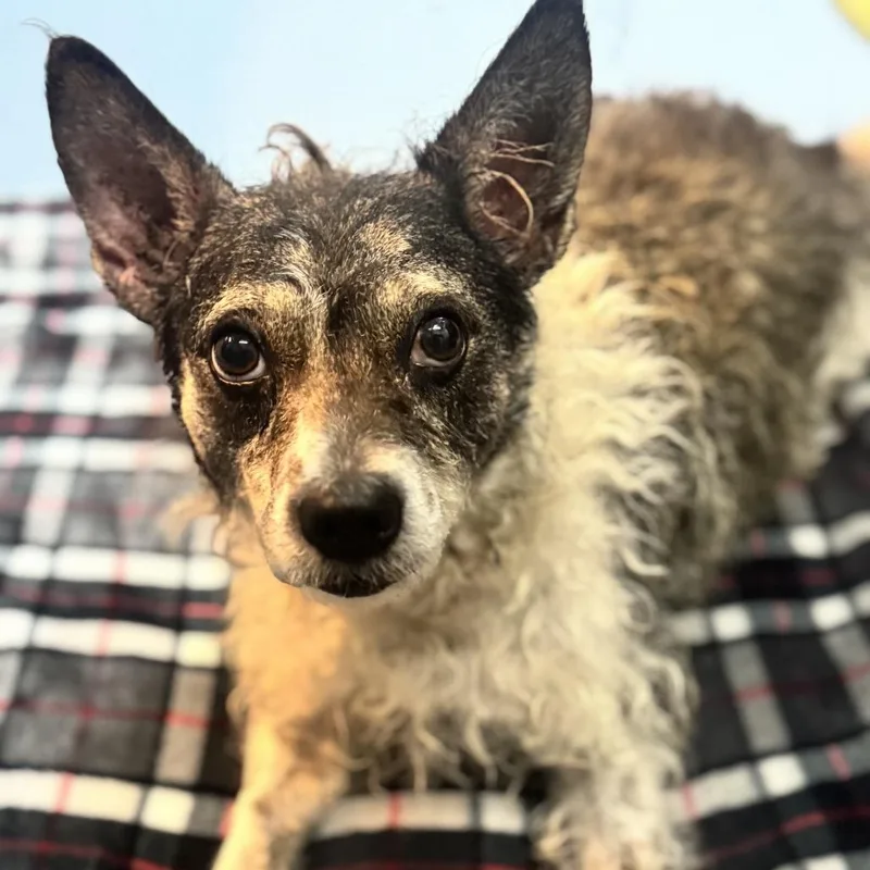 An adult small-sized male Black Wirehaired Terrier dog named Splinter for adoption in Brownsboro, AL
