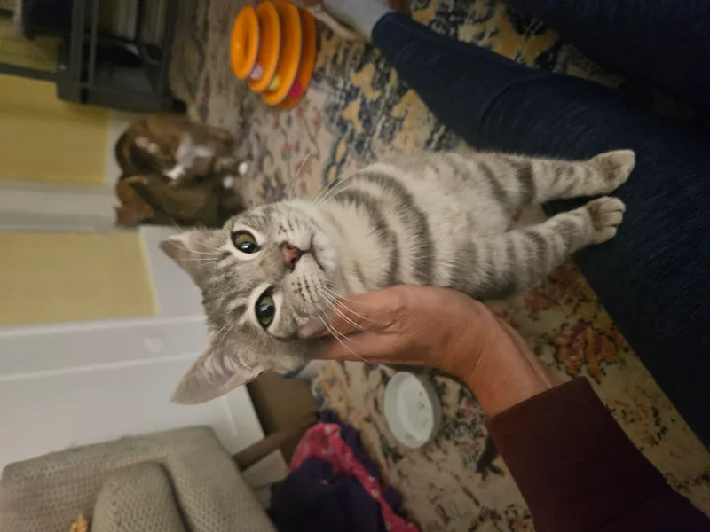 A baby small-sized male Gray Tabby Domestic Short Hair cat named Tubbs for adoption in WINLOCK, WA