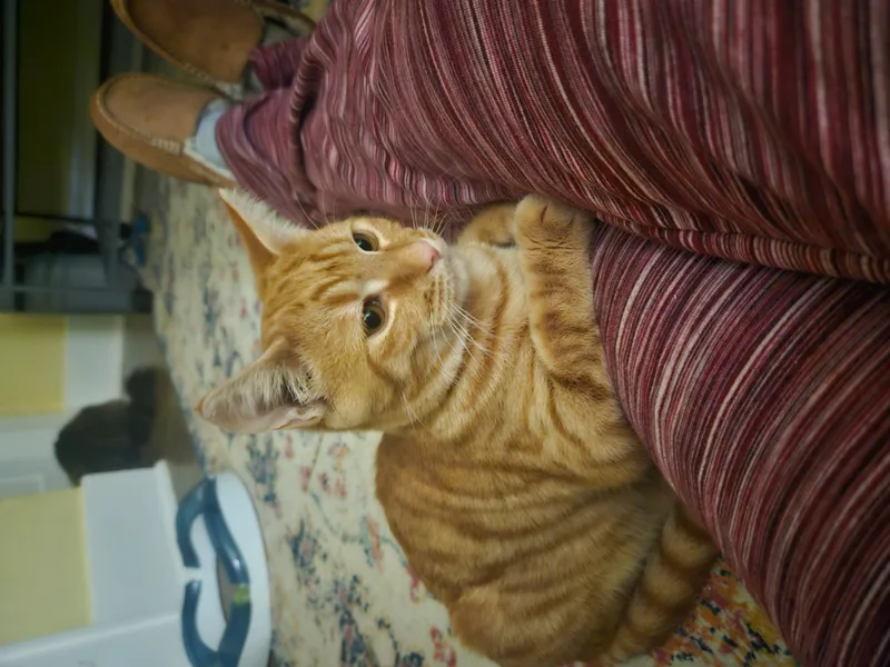Crockett thumbnail 2