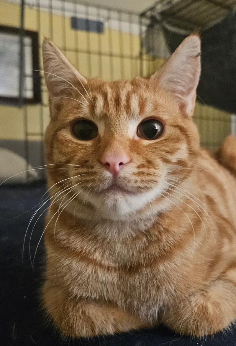 A young small-sized male Orange Tabby Domestic Short Hair cat named Crockett for adoption in WINLOCK, WA