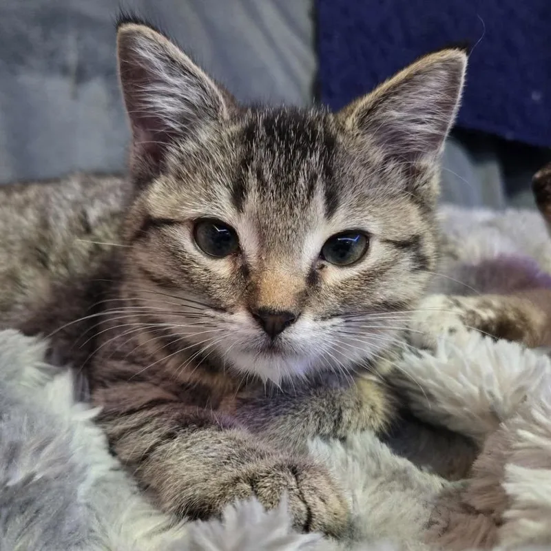 A young small-sized male Brown / Chocolate Domestic Short Hair cat named Otter McGuire for adoption in Eagle Mountain, UT