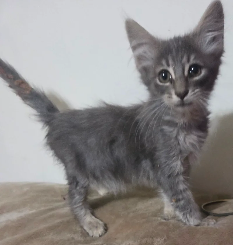 A baby small-sized female Gray Domestic Medium Hair cat named Eva for adoption
