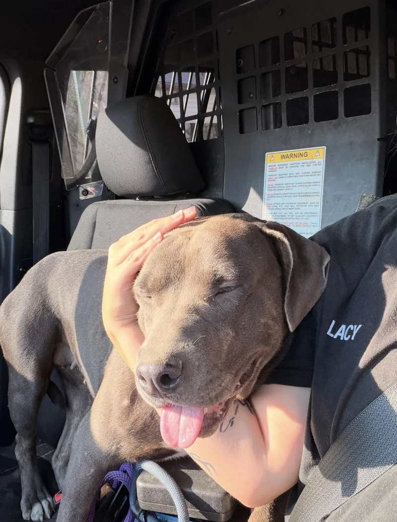 A young large-sized female Gray / Blue / Silver Labrador Retriever dog named Angel for adoption in Tullahoma, TN