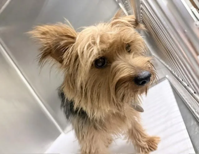 A young small-sized male Yorkshire Terrier dog named Ten for adoption in Miami, FL