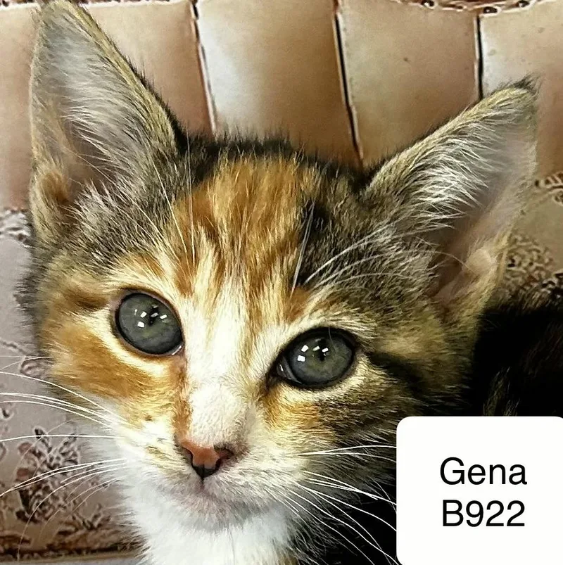 Gena